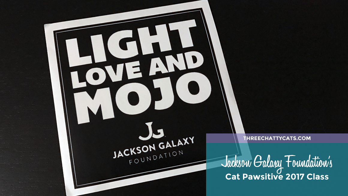 Despite their reputation for being dominant and independent, cats have effortlessly made their way into the hearts of many humans. Cat Pawsitive 2017 - That's a Wrap! | Three Chatty Cats