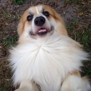 cardigan fluffy corgi