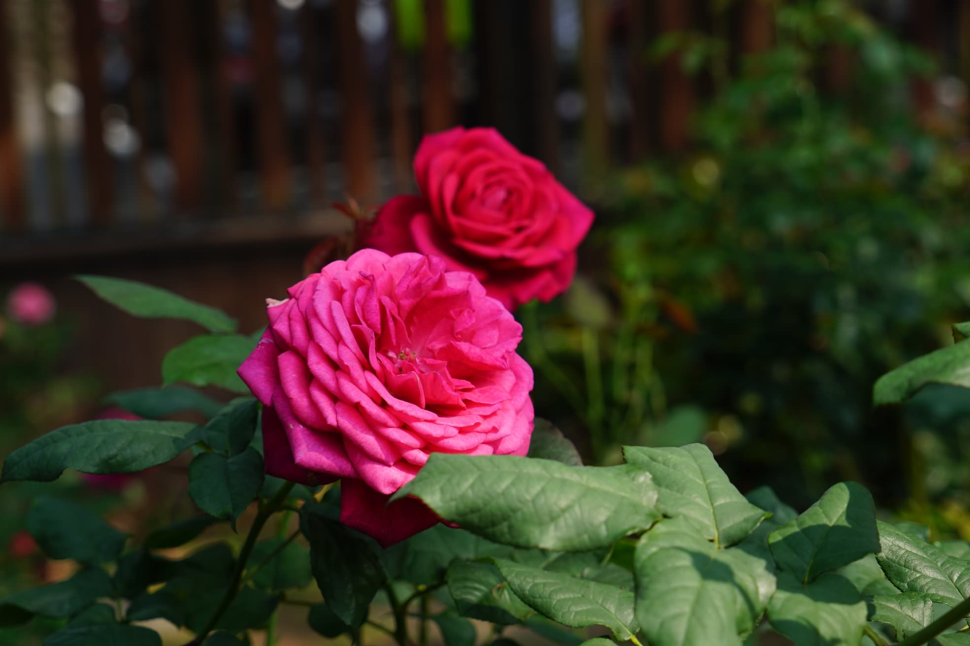 【2021台北玫瑰展】免費入園！宮廷玫瑰、飛機同框畫面，浪漫指數破表！