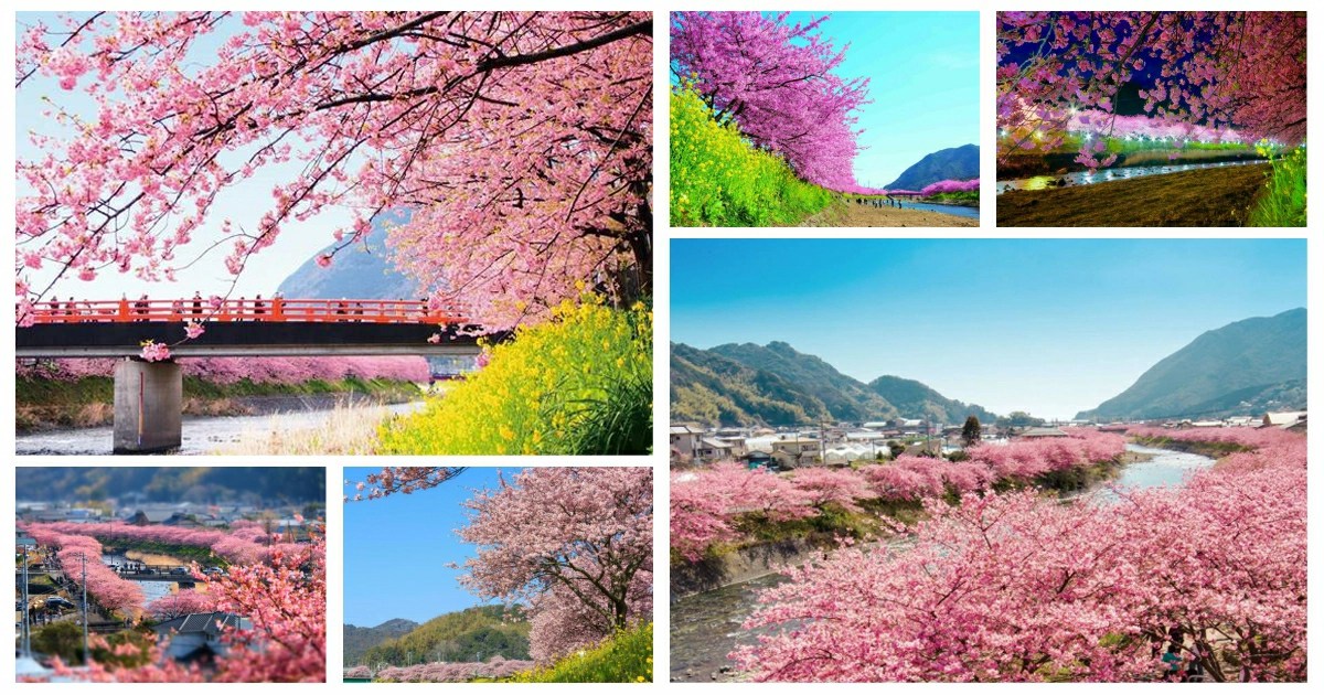 河津櫻花祭2026 河津川沿岸盛開的河津櫻花，遊客沿河步行賞櫻的實際場景