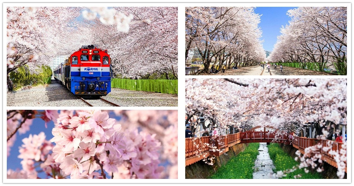 鎮海軍港節2025,鎮海軍港節,鎮海軍港節櫻花,鎮海軍港節 地點,鎮海軍港節2025官網,鎮海軍港節慶典,鎮海軍港節櫻花慶典,鎮海軍港節賞櫻一日遊,鎮海軍港節 日期,鎮海,釜山,韓國,鎮海櫻花