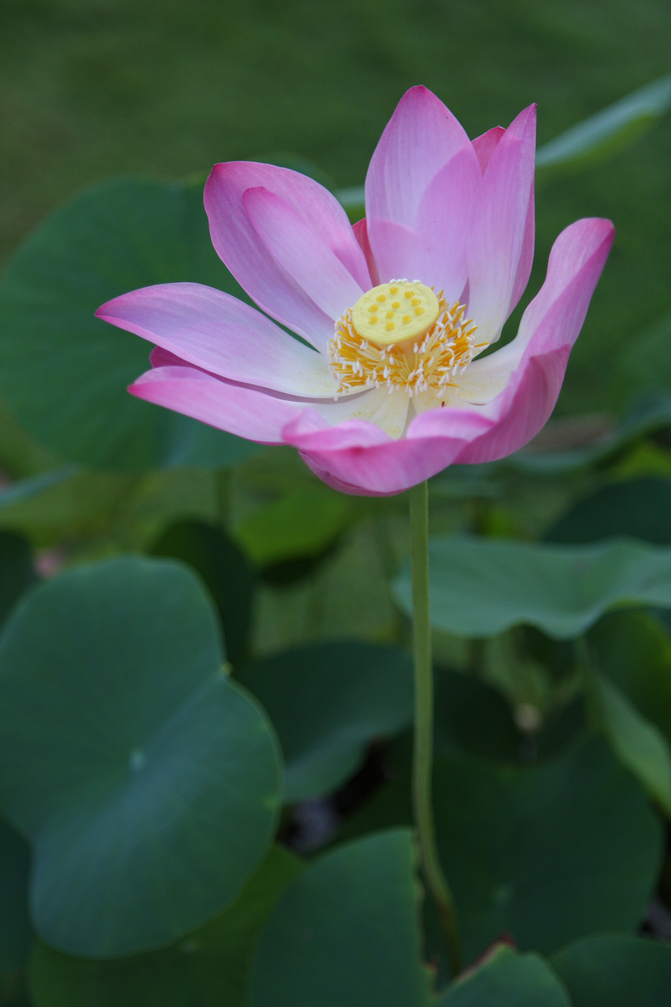 Lotus что это