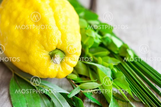 Fromme juden errichten solche hütten jeden herbst im garten oder . Symbols Of Sukkot By Evgenia Lysakov Mostphotos