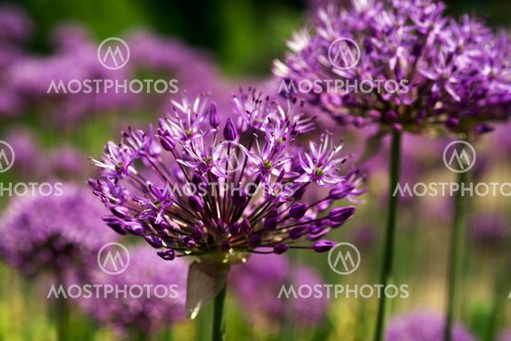 Your puffy purple flower stock images are ready. Purple Flowers Close Up By Newdk Mostphotos