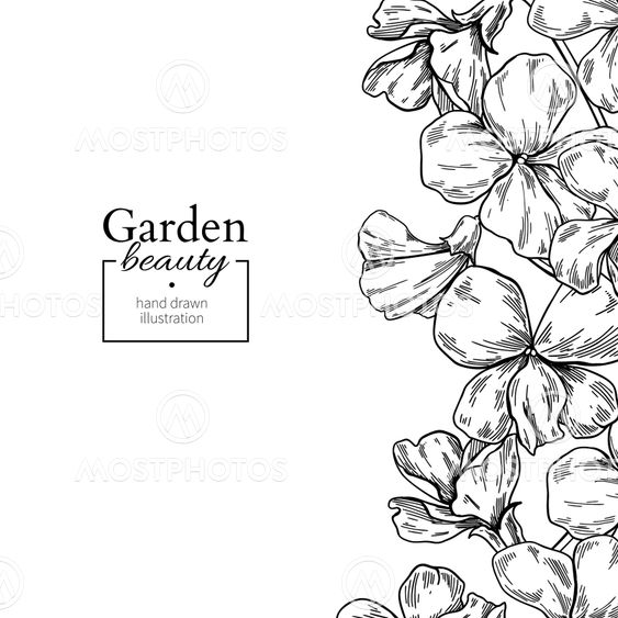 Violet Flower Drawing / Violet Flower Vector Image /