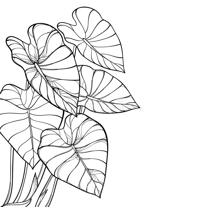 Vector Corner Bunch Of Outline Tropical Leaf Colocasia Esculenta Or Elephant Ear Or Taro Plant In Black Isolated On White. Stock Vector - Illustration Of Elephant, Line: 146657223 800_x_800_jpg