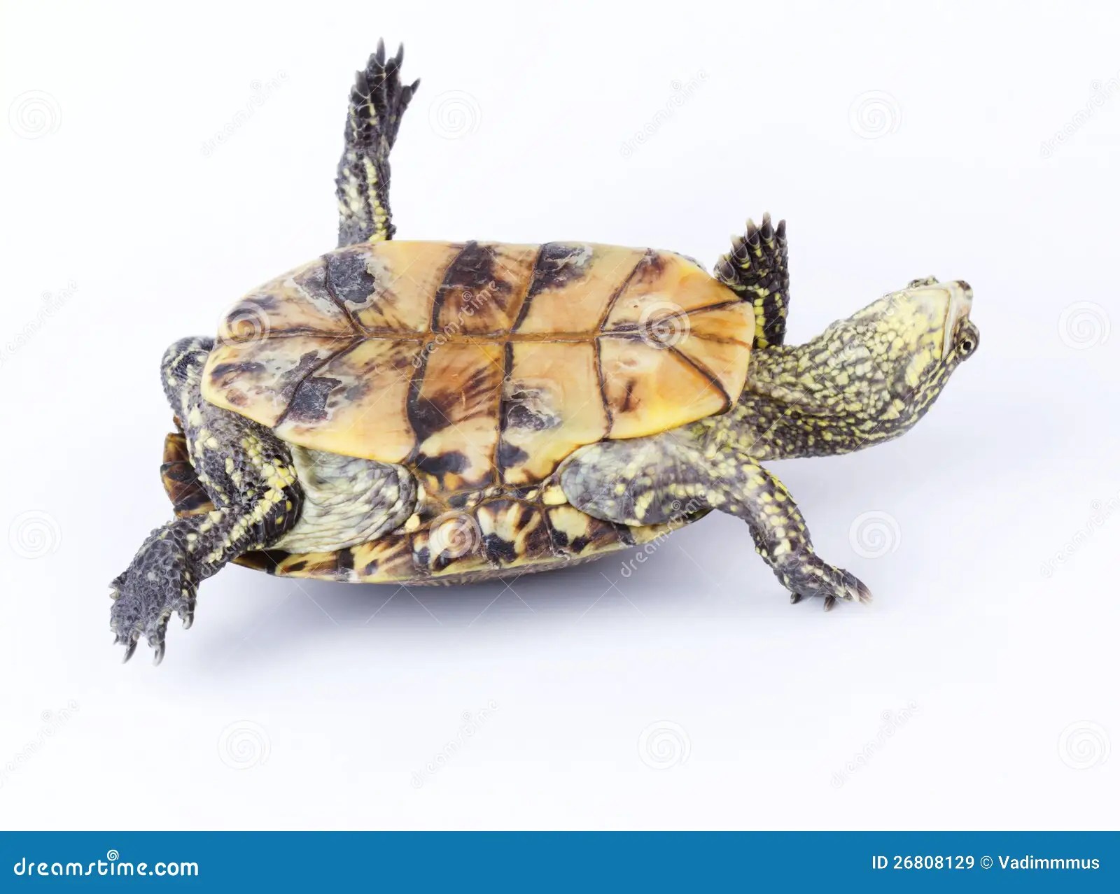 Close your eyes and relax, meditation clipart, vector png, meditation png and psd. Turtle upside down stock image. Image of adorable