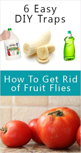 07/08/2021 · apple cider vinegar trap: Eliminate Fruit Flies With Easy Diy Bait Destroy Methods