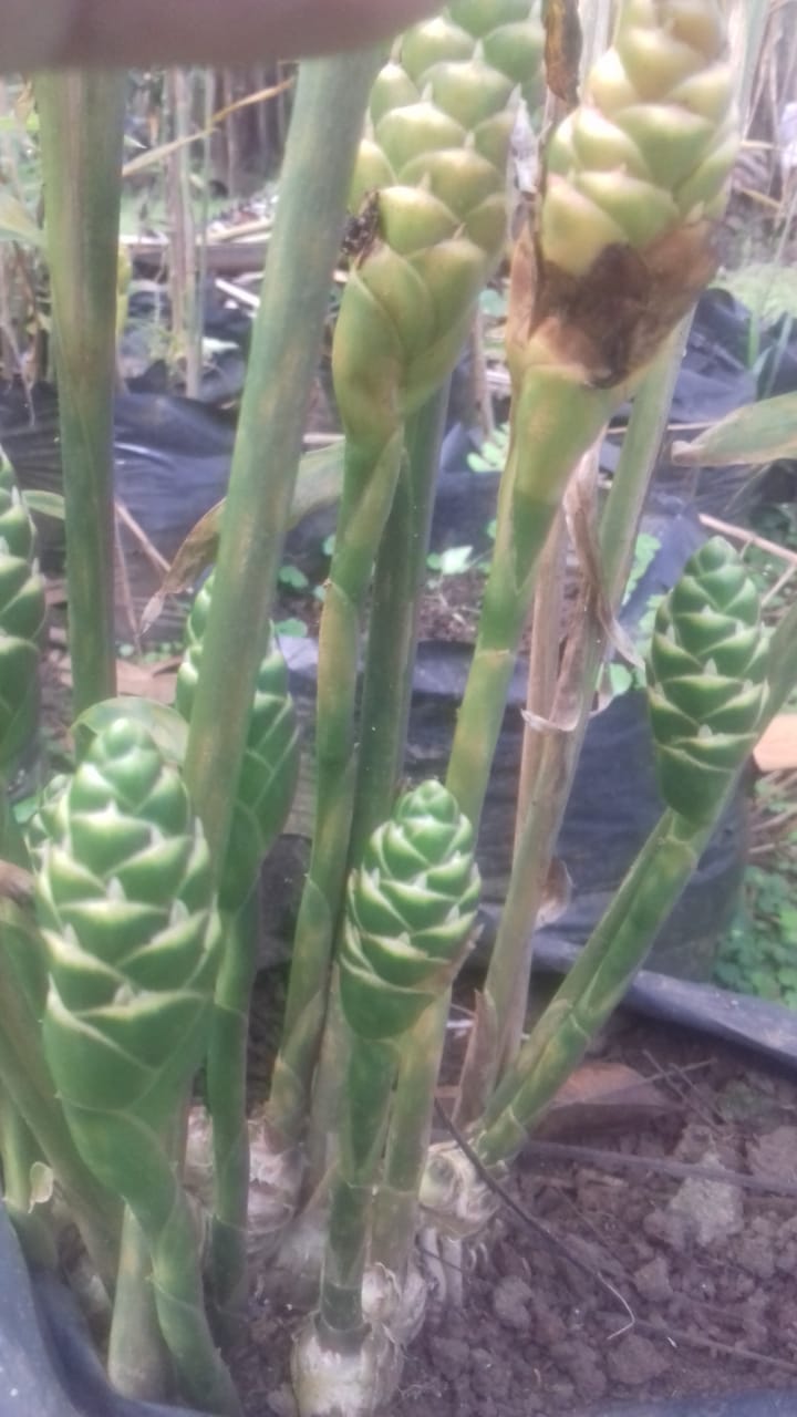 8 Ciri-Ciri/Karakteristik Tanaman Jahe Siap Dipanen - Tips Petani