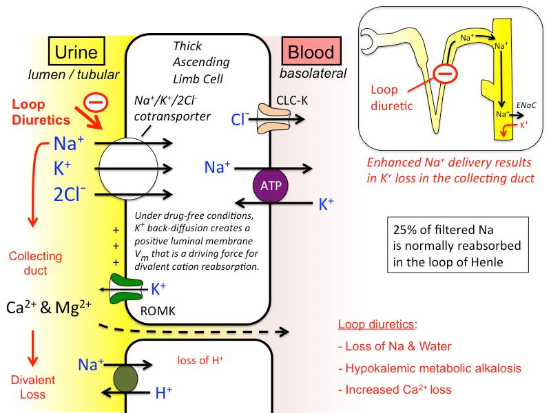 Diuretic (part 07) loop diuretic (high ceiling diuretic) = mechanism of action (hindi). diuretic_pharm  Pharmwiki