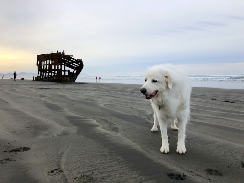 Dog friendly yurt camping: Ft Stevens on the Oregon Coast has many yurts that allow pets! Click for all the info you need. To & Fro Fam