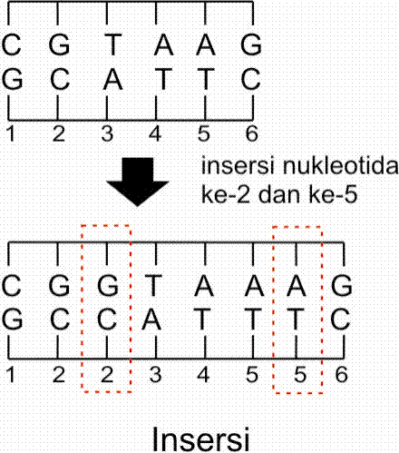 BIOLOGI GONZAGA: SOAL MUTASI DAN PEMBAHASAN