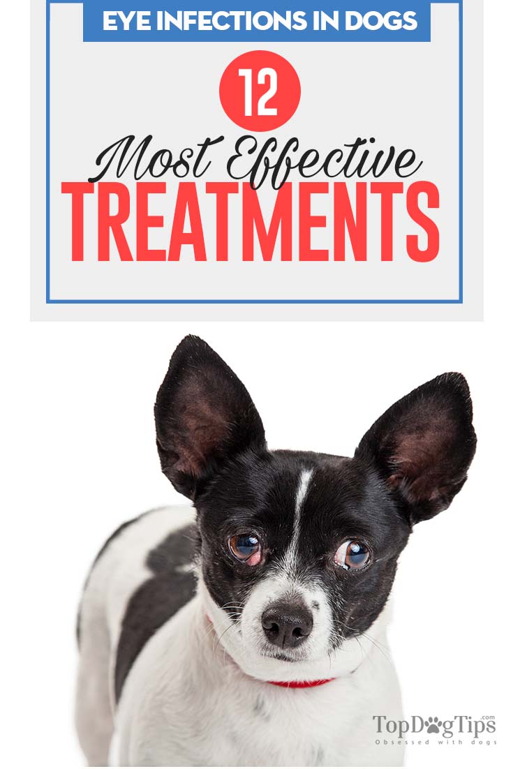 People easing into their golden years will enjoy th. Dog Eye Infection Problems: Prevention and Treatment