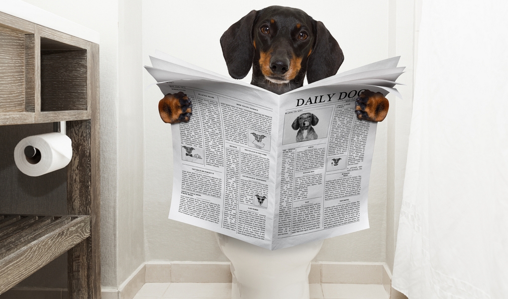 How Long Does It Take For Dogs To Digest Food Top Dog Tips