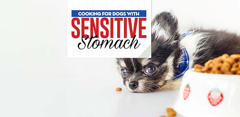 How to Feed Dogs with Sensitive Stomach: Vet Guide on Food, Recipes