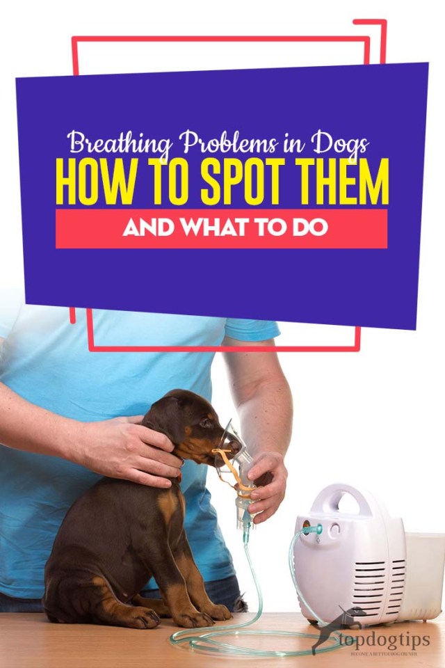Breathing Problems in Dogs How to Spot Them and What to Do