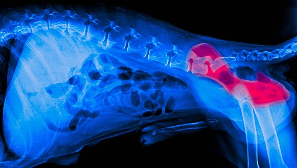 5 Signs of Hip Problems in Dogs, Treatments and Prevention