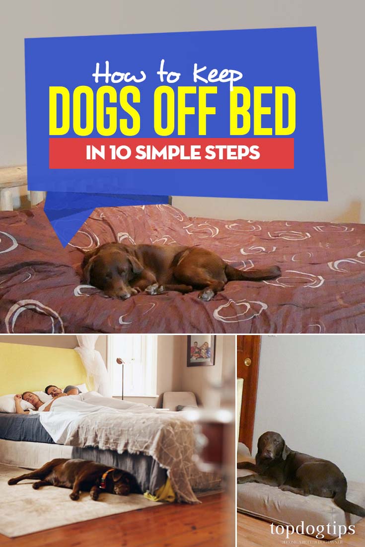 How To Keep Dog Off Bed In 10 Simple Steps With Video Instructions How To Keep Dog Off Bed In 10 Simple Steps With Video Instructions