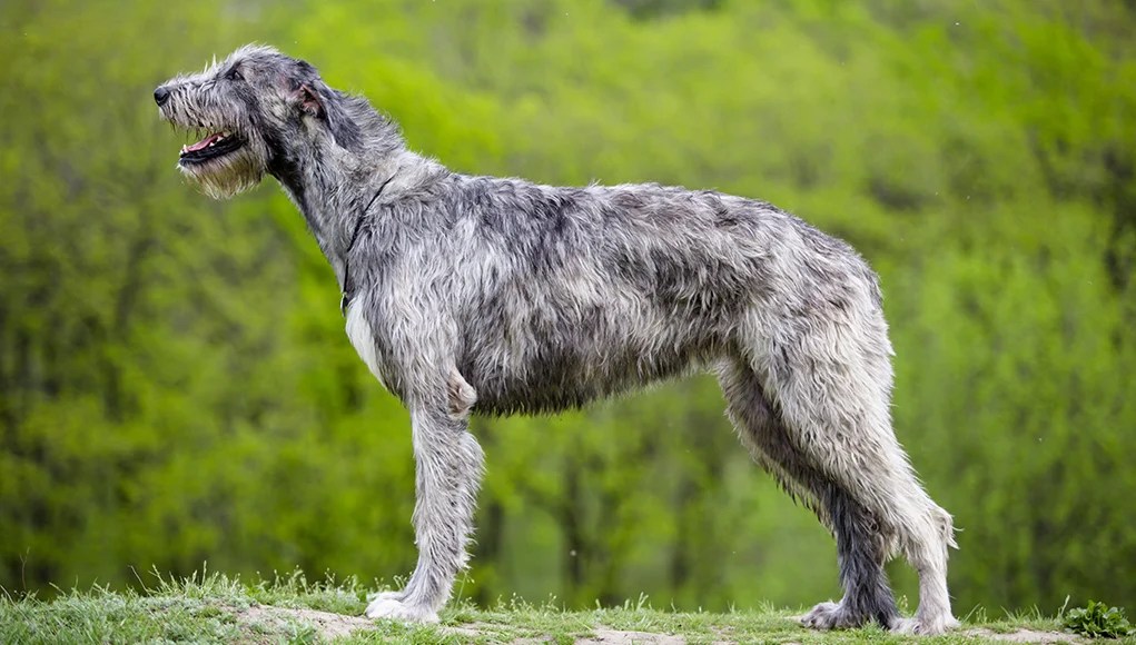 Irish Wolfhound Dog Breed Profile