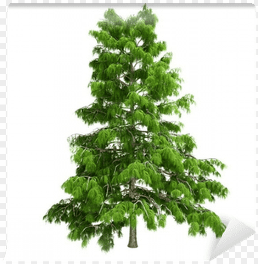 Find high quality cedar tree clipart, all png clipart images with transparent backgroud can be download for free! Cedar Tree Png Image With Transparent Background Toppng