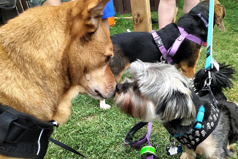 I Had People Offering To Buy Four Extra Tickets To Get The Flight Off The Ground This Woman Organized A Noah S Ark Flight To Bring Pets Home From The Cayman Islands To