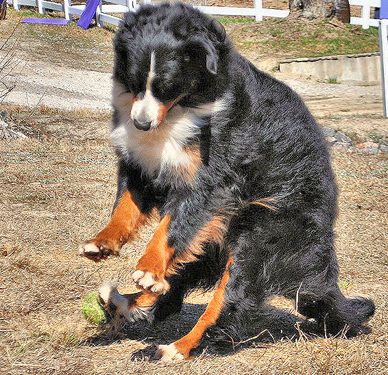ball throwers bad for dogs