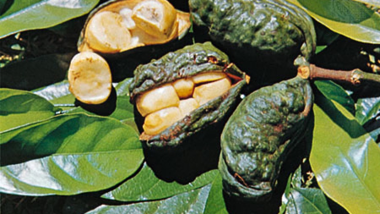 La Noix De Cola Est Elle Aphrodisiaque Ou Super Energisante La Noix De Cola Est Elle Aphrodisiaque Ou Super Energisante
