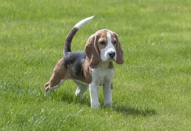 talbot hill beagles
