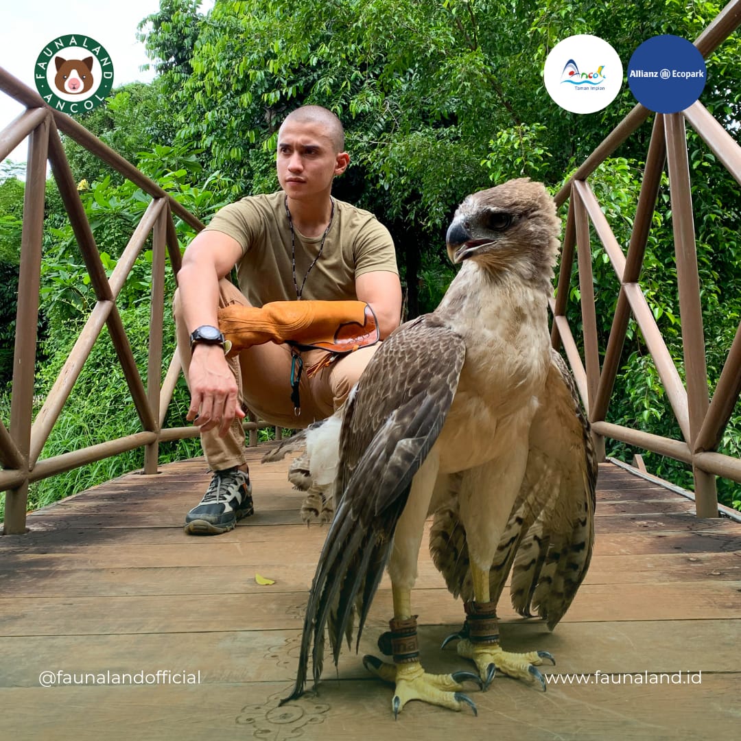 Wow, Ada Burung Predator &lsquo;Rajawali Papua&rsquo; di Faunaland Ancol -