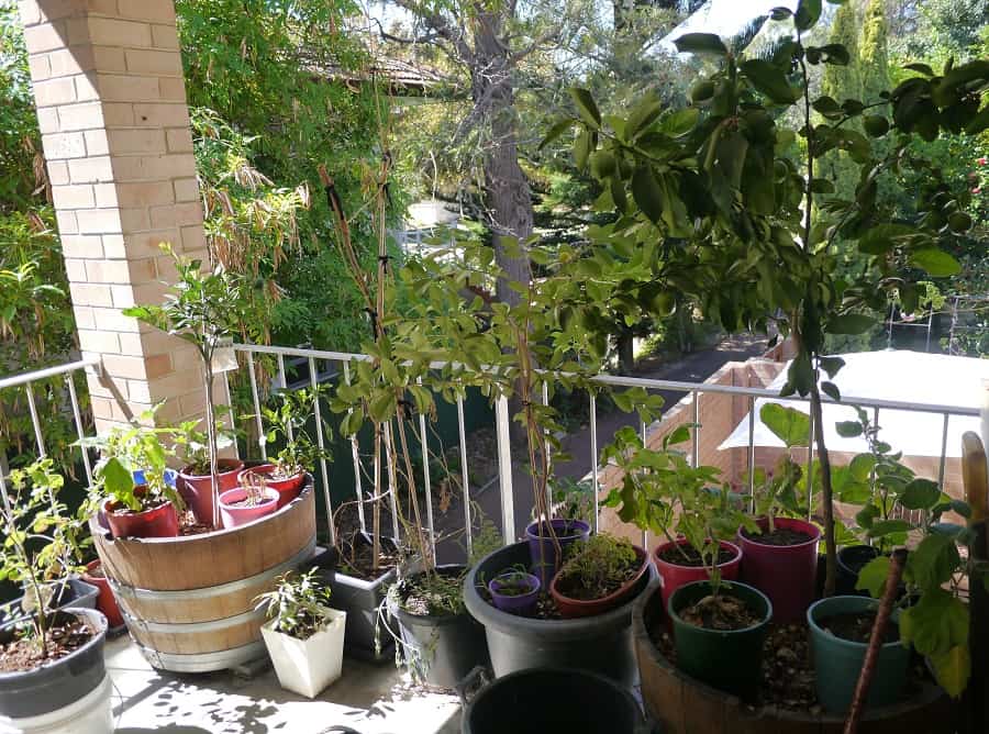 It produces large pink flowers and is one of the best flowering cactus plants on the list! Urban Homesteading Balcony Style Treading My Own Path Less Waste Less Stuff Sustainable Living