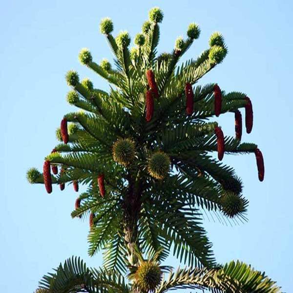 The pinecone ornaments dipped in sparkly white glitter or white paint. WOLLEMI | australian pine, dinosaur tree