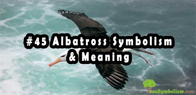 45 Albatross Symbolism & Meaning 329_x_679_jpg