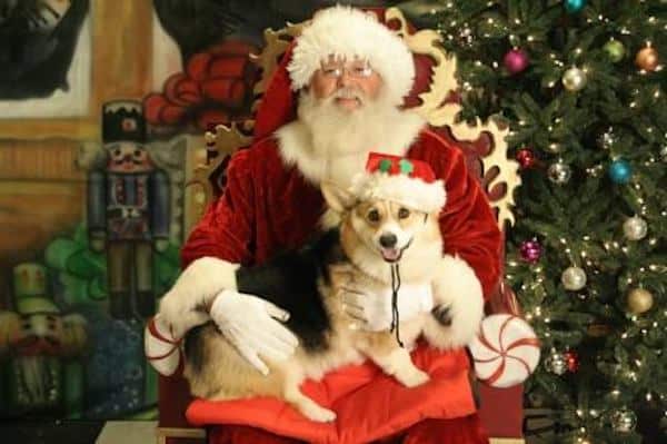 dog with santa