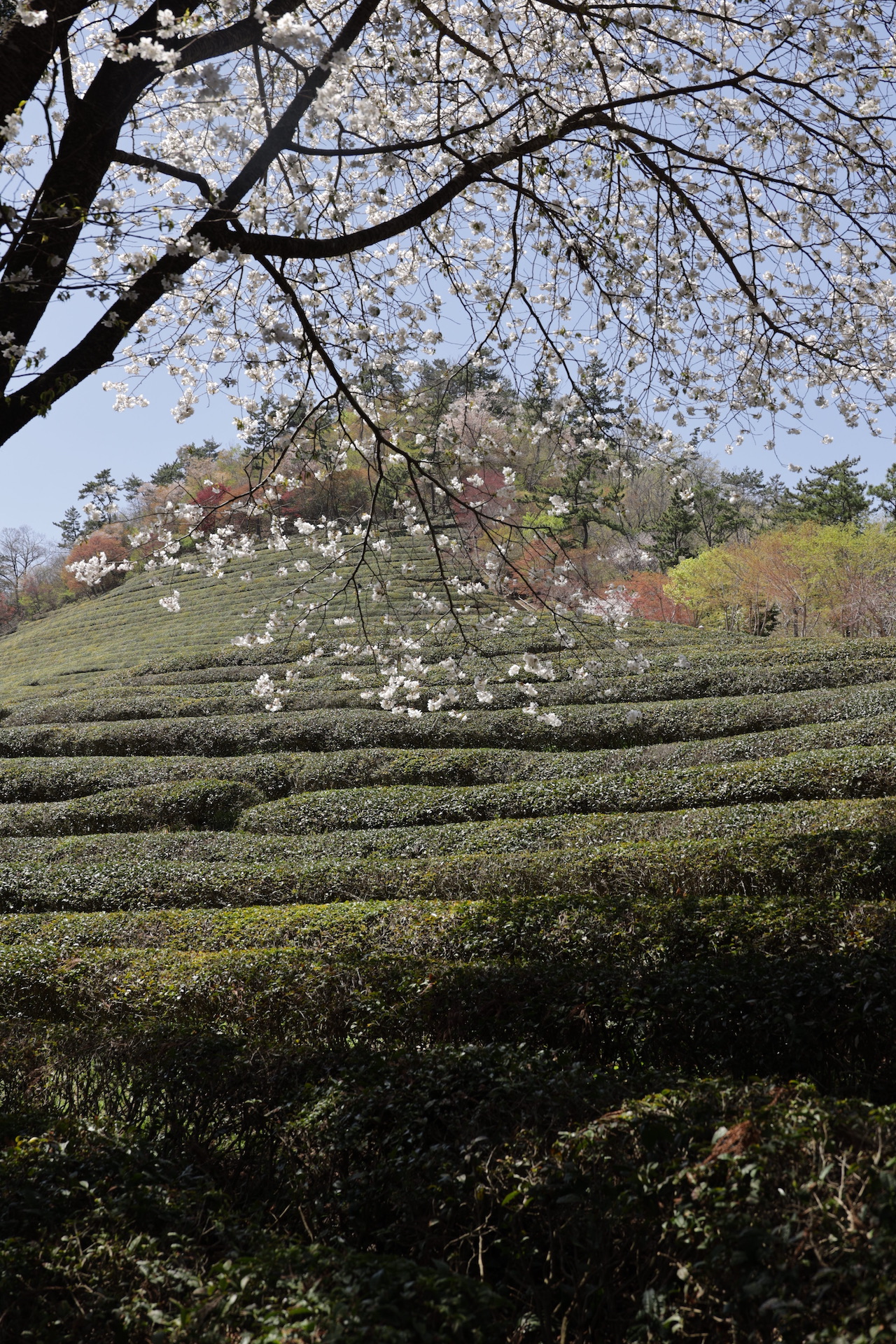 Tea plantation i Korea