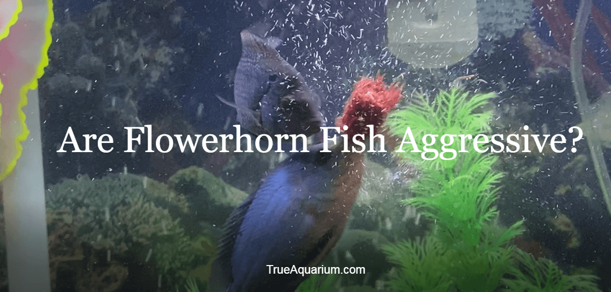 This is going to be either a baby flowerhorn or a tiger oscar tank. Are Flowerhorn Fish Aggressive True Aquarium