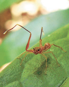 epub the future of freedom illiberal democracy