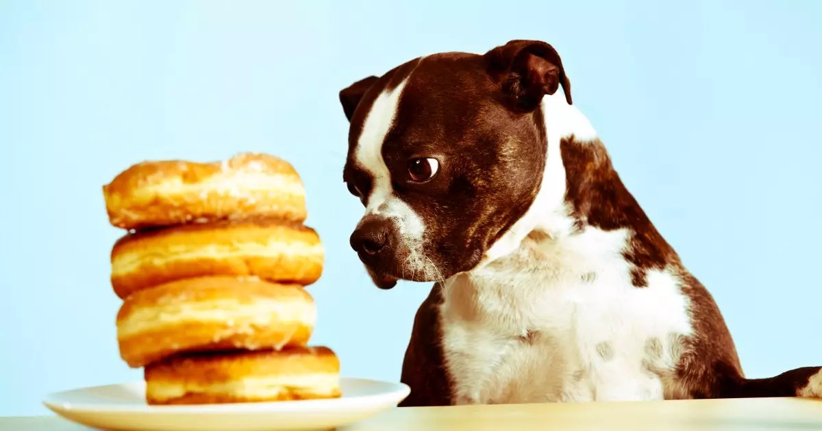 Unmasking the Truth: Why Doughnuts Are a Danger for Your Dog