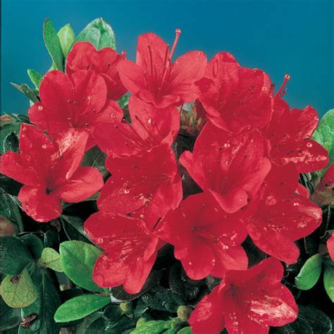 Azalea Wards Ruby