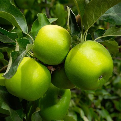 Apple Granny Smith