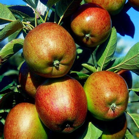 Apple Braeburn