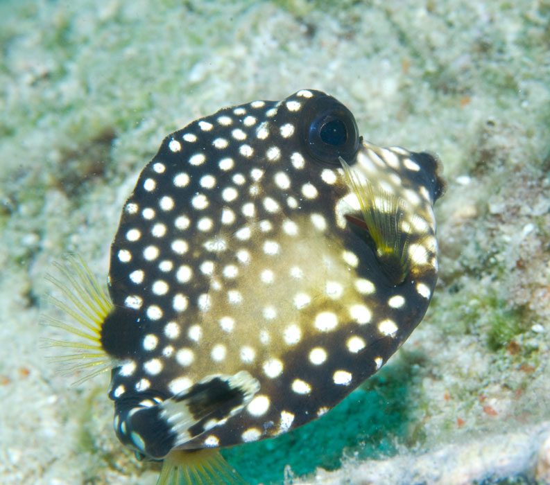 BabySmoothTrunkfish Tusen Takk II