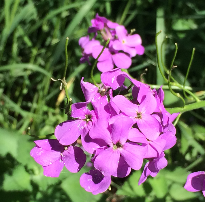 bj_flowers Tusen Takk II