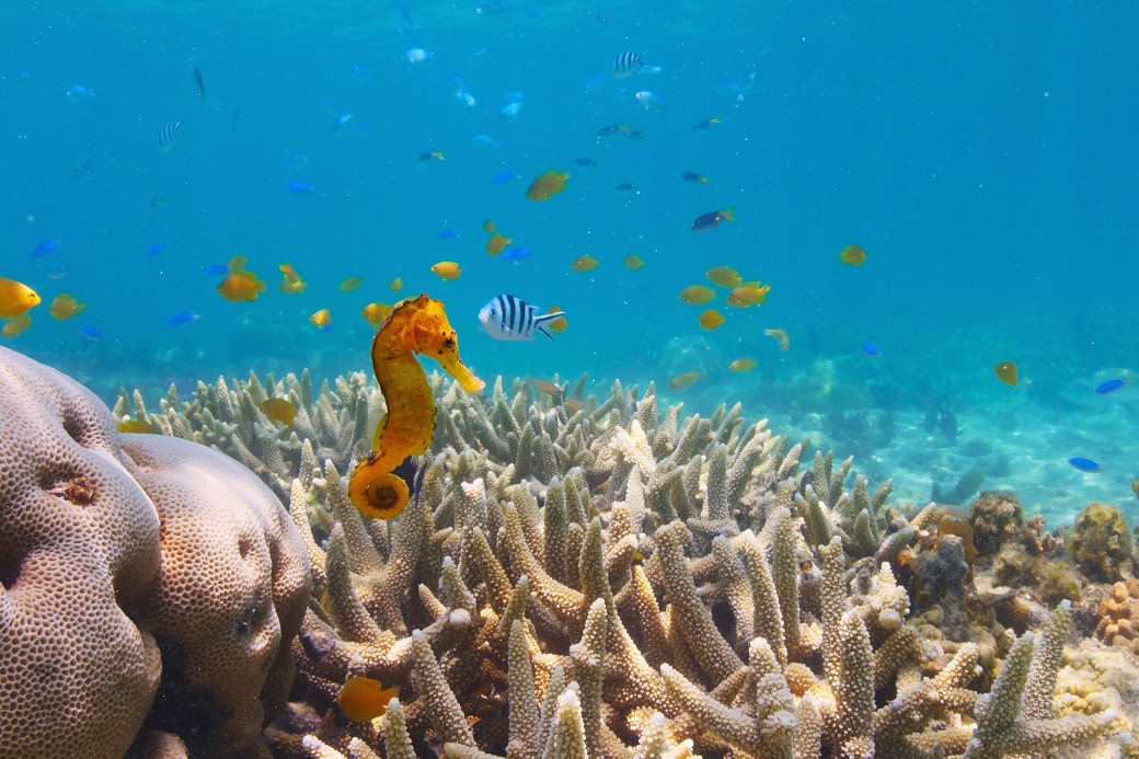 Airdate: Puff: Wonders of the Reef - Vimarsana News