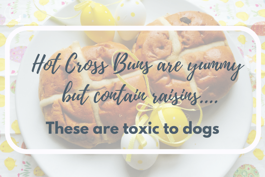 Click to discover how hot cross buns can be toxic to dogs. Avoid them to protect your dogs at Easter