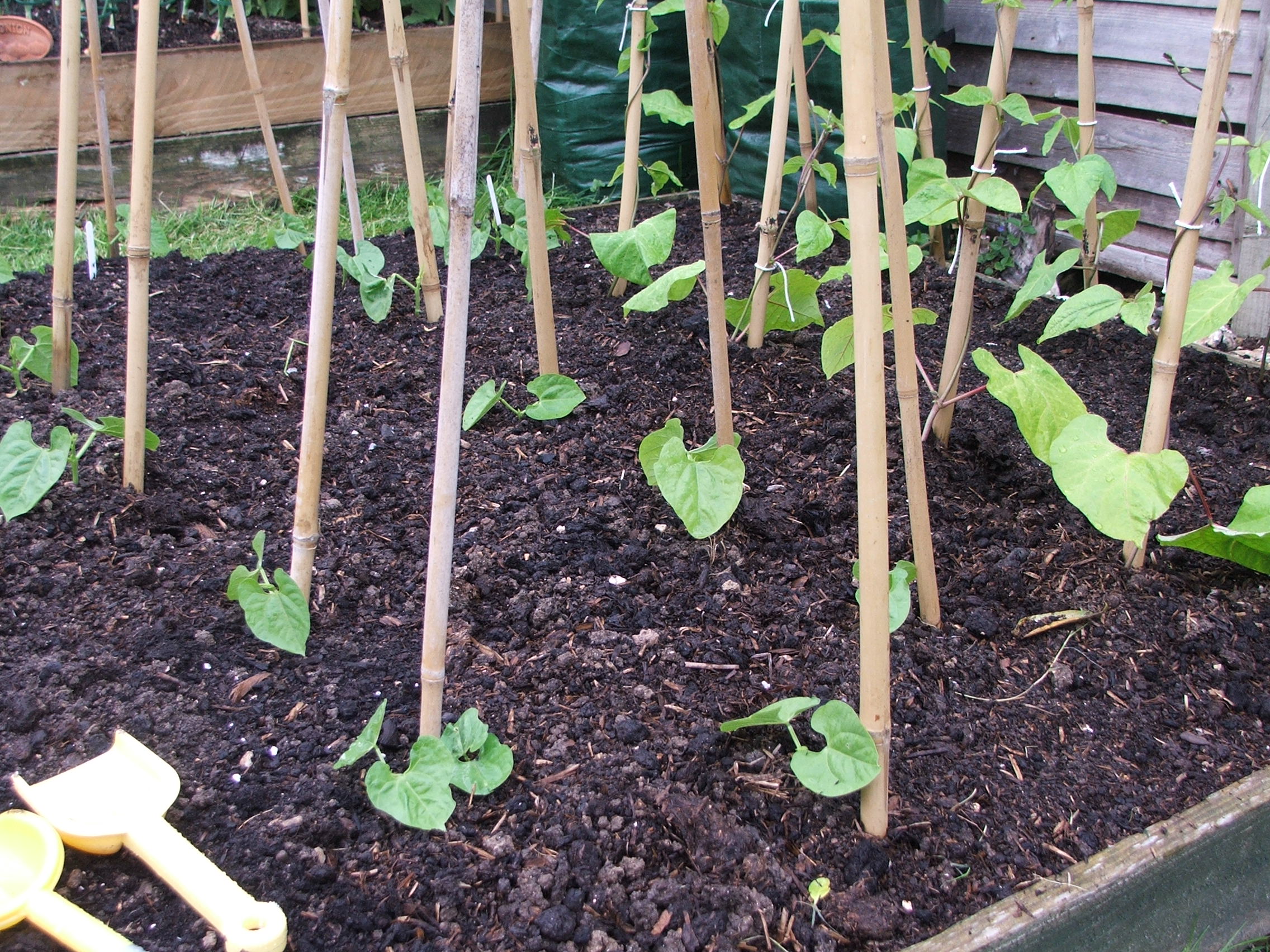 Step by step, easy to follow guide showing you how to grow dwarf french beans. French Beans Two Chances Veg Plot Blog