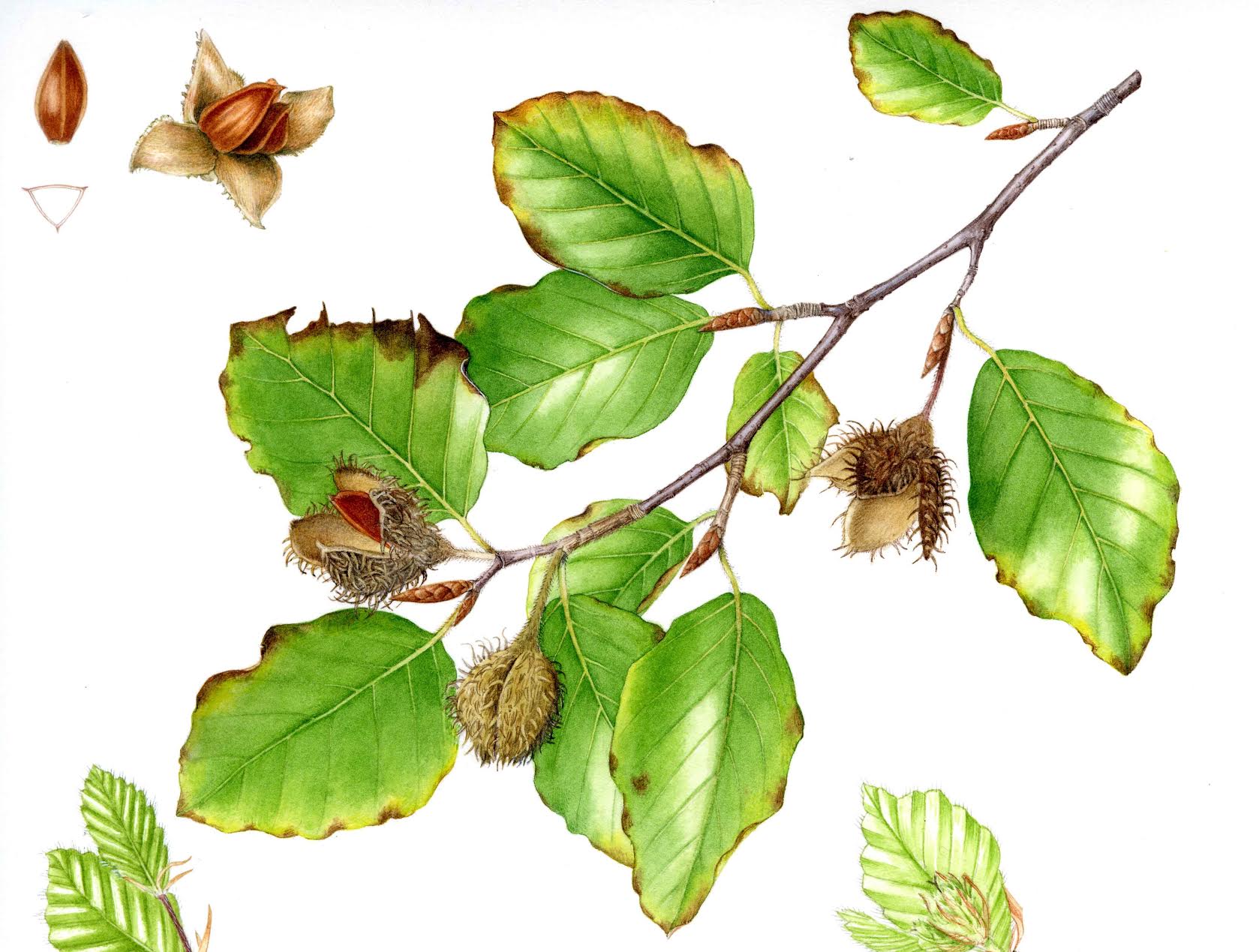 The Greenwood Trees: History, folklore and uses of Britain’s trees ...