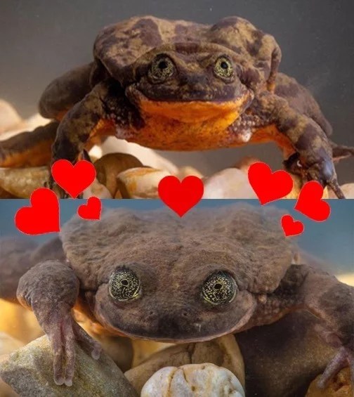 O sapo Romeu encontra sua Julieta