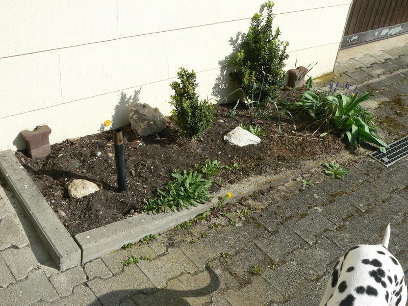 Meistens auf dachböden, in schuppen, garagen oder unter geschützten vordächern. Gartenneuling Ã¼bernimmt verwilderten Garten - Mein