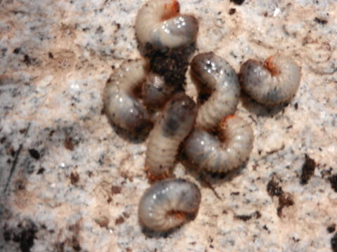 Das zweite sehr sichtbare merkmal sind . Fette Larven Bei Den Erdbeeren Mein Schoner Garten Forum
