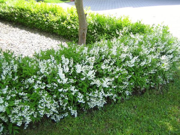 Um unsere singvögel beim brüten in hecken, gebüschen . Deutzia gracilis - Mein schÃ¶ner Garten Forum